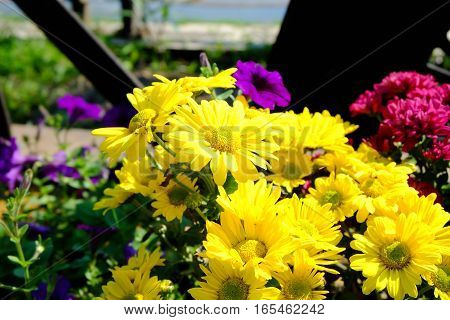 Chrysanthemum Flowers Background In Nature.dendranthemum Grandifflora