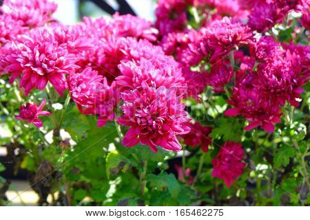 Chrysanthemum Flowers Background In Nature.dendranthemum Grandifflora