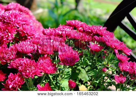 Chrysanthemum Flowers Background In Nature.dendranthemum Grandifflora