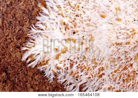Art Of Infected Mushroom On Bag Of Bamboo Mushroom,texture