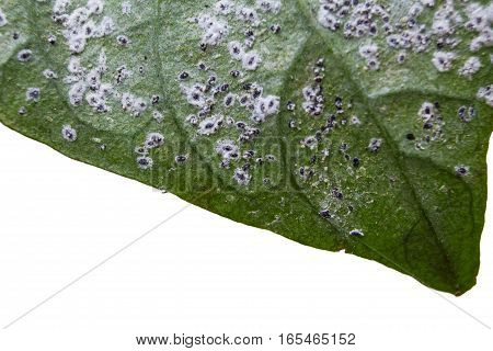 Macro of leaf with insect pest. Insects harming a green leaf isolated on white background.