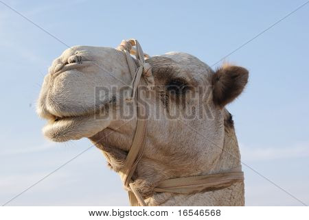 Camel
