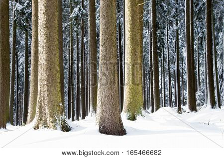 Winter nature. Winter forest landscape in early winter morning- deciduous frosty tree under winter snowfall. Winter nature view with snowy winter forest - winter landscape. Snow on tree.