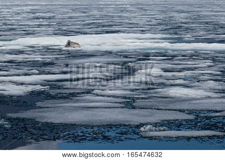 Spring landscape with baikal seal lying among ice in natural environment looking at the camera