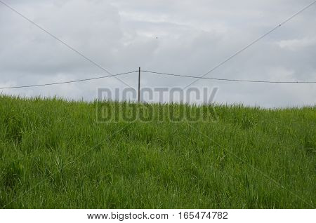 Old Electrique Pole Field Sugar Cane Grass
