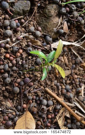 Young Shoot Earth Soil Brown Green Plants
