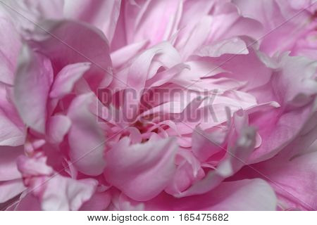 Abstract pink peony flower close up view macro background in soft colors