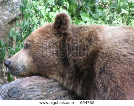 Braunbär 
