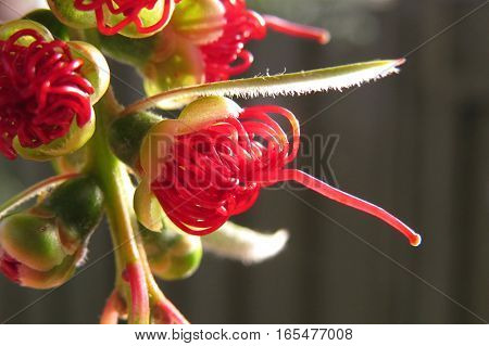 Australian native red bottle brush flower budding on a tree