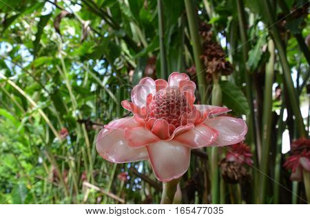 Pink Etlingera elatior Ginger Torch Flower Tropical Exotic