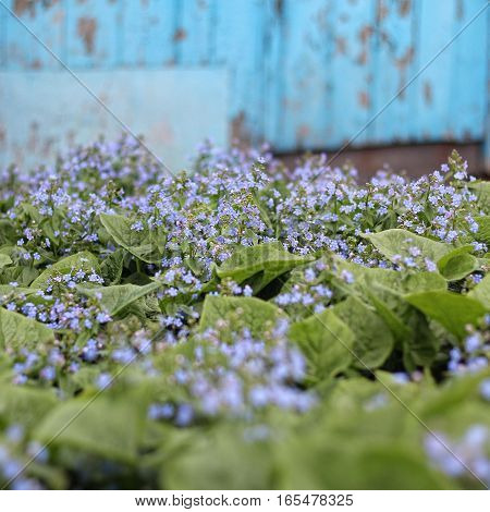 Beautiful nature scene with blooming forget-me
plant background nature flower
forget-me-blue color soft focus