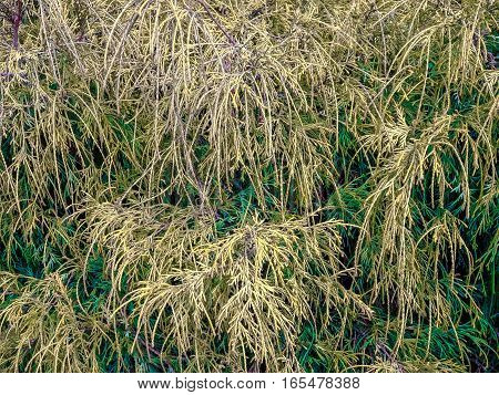 fall rice bush forms nice background with willowy greenery