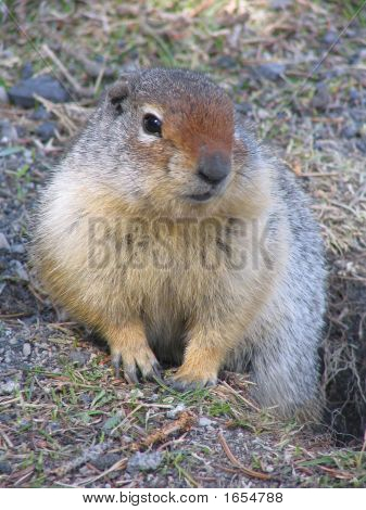 Chipmunk 