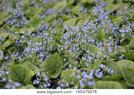 Beautiful nature scene with blooming forget-me
plant background nature flower
forget-me-blue color
Floral background soft focus
