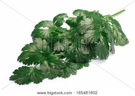 Bunch Of Cilantro, Paths