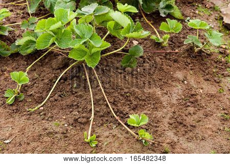 Bush Strawberry Plant With Runners (Stolens) For Propagation In Garden Outdoor.