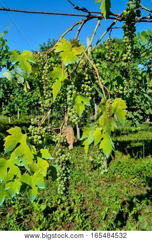 Unripe Grape Bunches