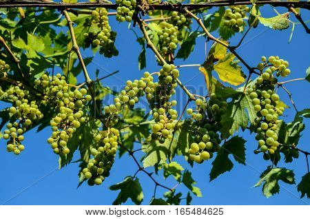 Unripe Grape Bunches