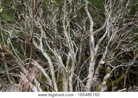 Tropical forest in the mountains on Madeira island . Portugal