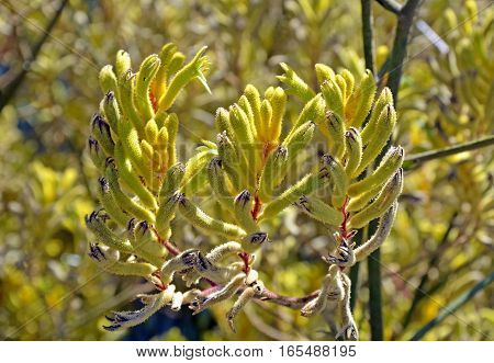 Yellow Kangaroo Paw flowers, Anigozanthos. Australian native wildflower.
