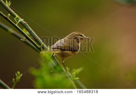 Common chiffchaff bird  on bush branch and looking attentively