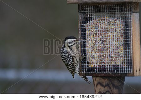 Ladder-backed woodpecker on a home made suet feeder.