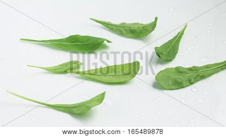 Arugula Leaves. Leaf over a white background