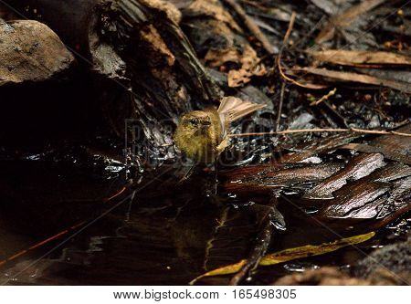 Common chiffchaff bird on a fresh water puddle to drink