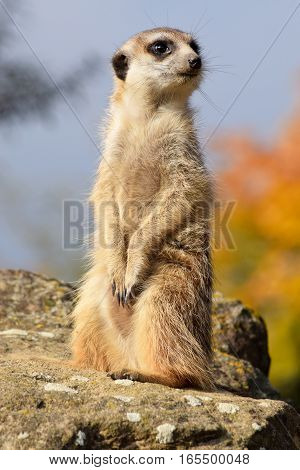 A meerket is watching over in the nature