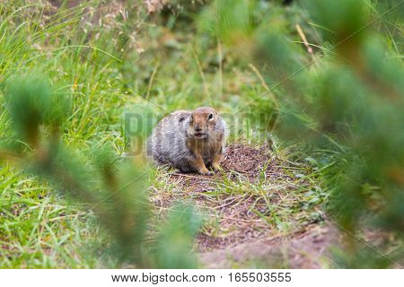 Arctic ground squirrel eating something that it gor from human