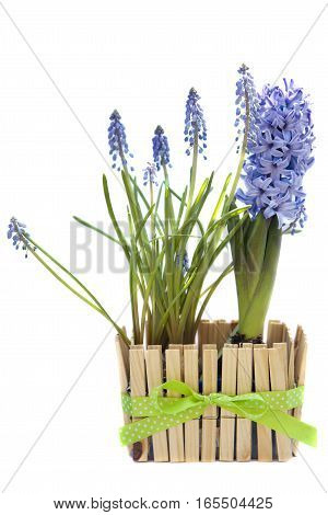 spring blue flowers (muskari) isolated on white background