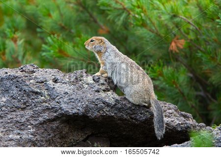 Arctic ground squirrel sitting on a rock
