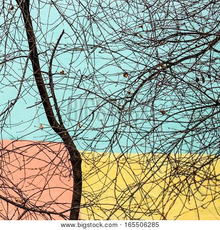 The tree against the wall of a residential building,painted a cheerful painter