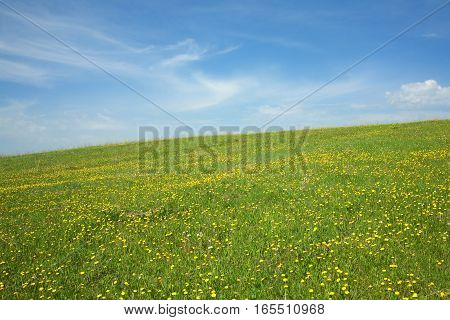 Landscape with green meadow and sloping hill with many yellow dandelions under beautiful sky with clouds in summer day
