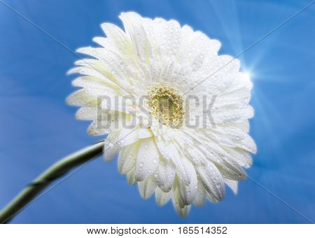 Transvaal daisy flower in rain drops .