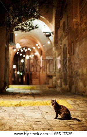 Cat Sitting On The Road. Old Town Jaffa Street In The Evening.