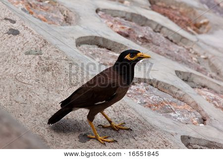 Myna comum