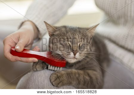 Tabby cat lying in her owner's lap and enjoying while being brushed and combed. Selective focus