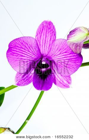 Orquídea de beleza roxo