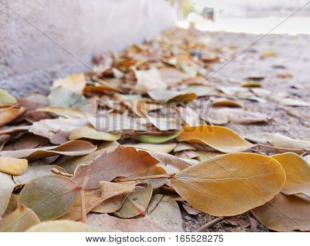 Autumn season. Leaves on ground. Autumn colour