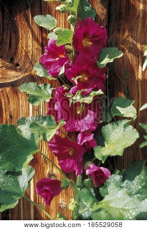 common hollyhock (Alcea rosea) in front of wooden wall