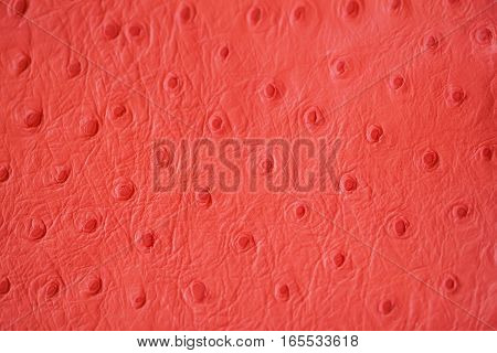 Texture of genuine Ostrich Stamped leather close-up, fashion, trend, exotic background