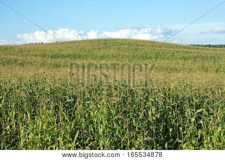 Summer landscape with green corn field and hill under beautiful blue sky with clouds