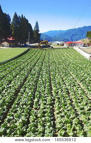 Cabbage field closeup at Fushoushan farm in Taiwan