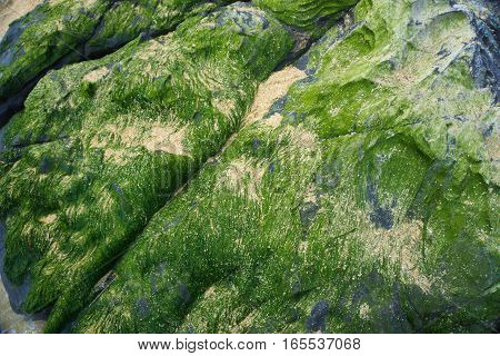 Algae pellets on the rocks at the seaside.