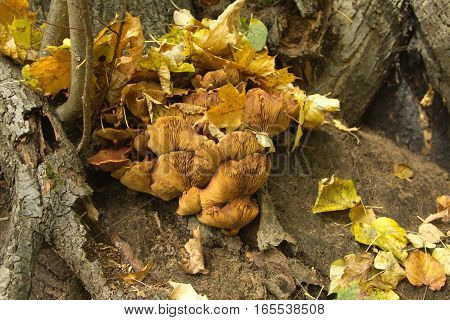 Many orange fungus grows on wood close up