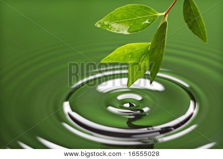 Folha com gota de água de chuva, causando ondulação com fundo verde