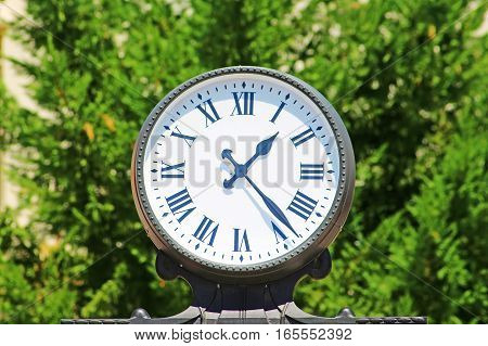 Clock on the brght green leaves background