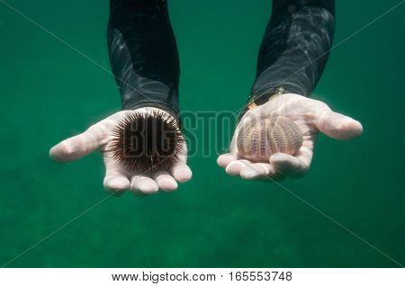 Hands of a diver offering live sea urchin and a sea urchin shell. Concept of complete opposites while both may be considered as bad choices. Live vs dead resistant vs fragile spikey vs smooth etc. Underwater shot selective focus. No animals harmed.