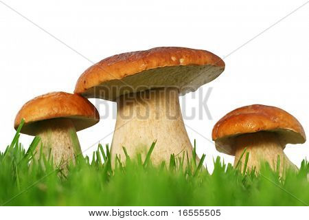 Wild boletus paddestoel familie op gras